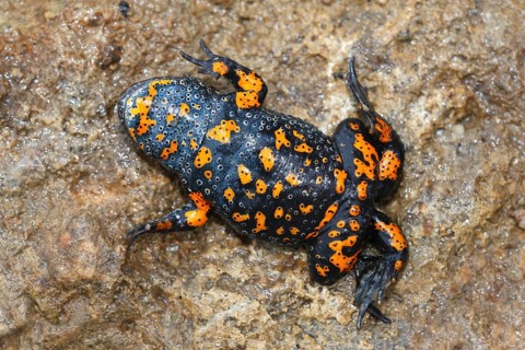 European fire-bellied toad (Bombina bombina) lying in shock position on the back