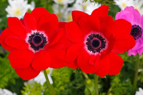 Red poppy anemone (Anemone coronaria De Caen variety)