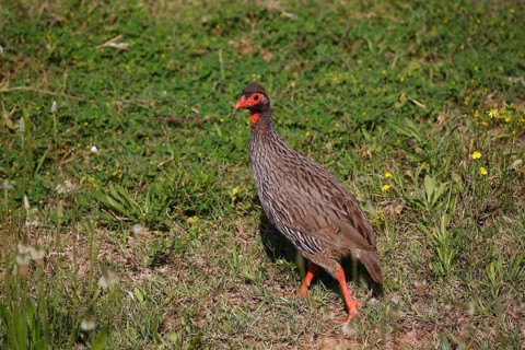 Red-necked spurfowl (Francolinus afer)