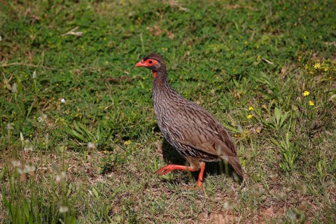 Red-necked spurfowl (Francolinus afer)