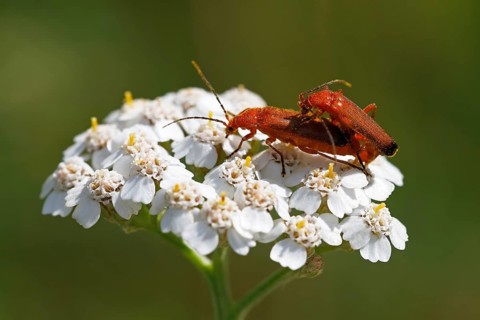 Common red soldier beetles (Rhagonycha fulva)