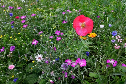 Poppyflower (Papaver)
