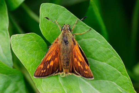 Large skipper (Ochlodes sylvanus) on leaf