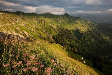 Alpine meadows in summer