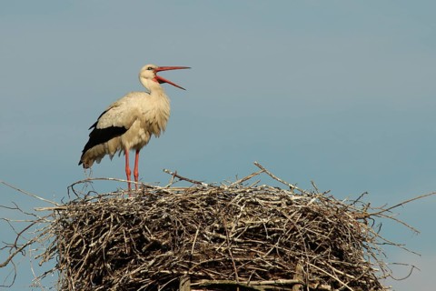 White stork (Ciconia ciconia) standing in its nest