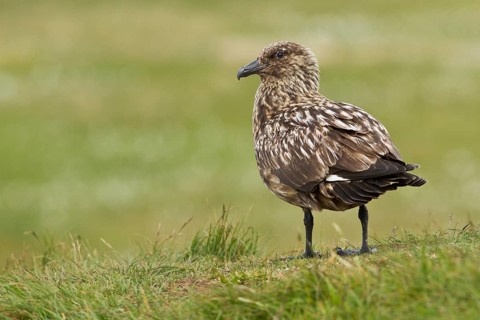 Great skua (Stercorarius skua)