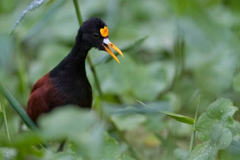 Northern jacana (Jacana spinosa)