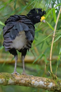 Great curassow (Crax rubra) on a branch in the rainforest