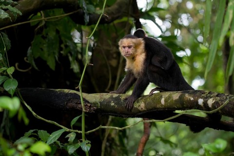 White-headed Capuchin (Cebus capucinus) with infant