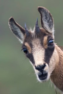 Portrait of a young Chamois (Rupicapra rupicapra)