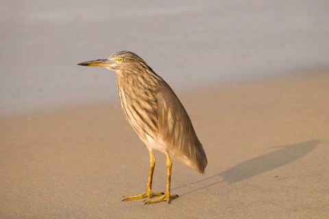 Night Heron (Nycticorax nycticorax) on the sandy beach