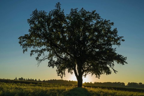 Old English Oak (Quercus robur)