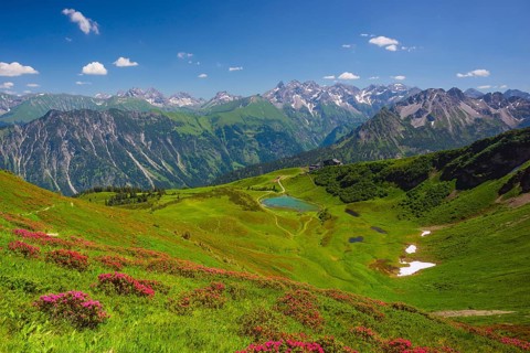 Alpenrosenblute