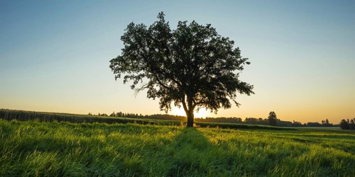 Old English oak (Quercus robur)