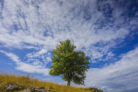 European beech (Fagus sylvatica)