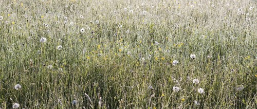 Flowering meadow with morning dew