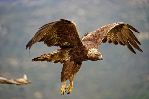 Golden eagle (Aquila chrysaetos)