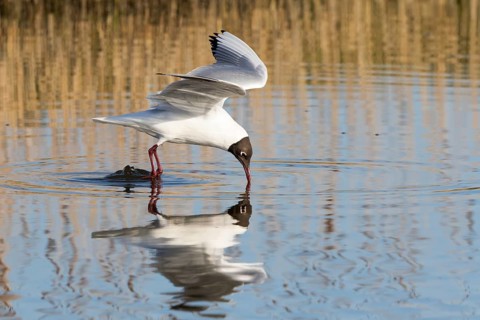 Black-headed Gull (Chroicocephalus ridibundus) catching prey