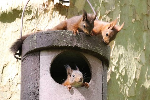 Three young squirrels (Sciurus vulgaris) on owl nesting box