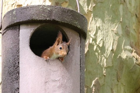 Young squirrel (Sciurus vulgaris) looking out of owl nesting box
