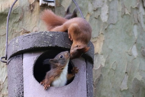 Two young squirrels (Sciurus vulgaris) on owl nesting box