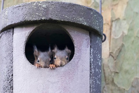 Two young squirrels (Sciurus vulgaris) looking out of owl nesting box