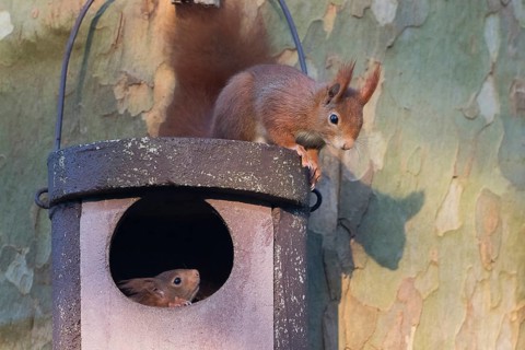 Two young squirrels (Sciurus vulgaris) on owl nesting box