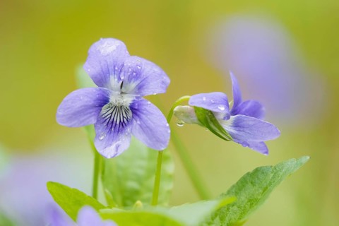 Early Dog-violets (Viola reichenbachiana)