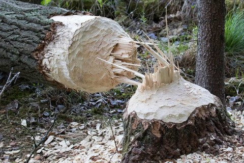 Tree felled by a Beaver (Castor sp.)