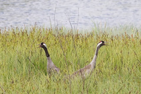 Pair of Common Cranes (Grus grus)