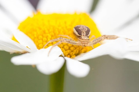 Goldenrod Crab Spider (Misumena vatia) on Oxeye Daisy (Leucanthemum vulgare)