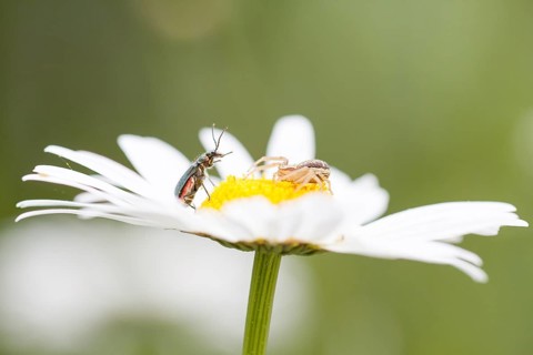 Goldenrod Crab Spider (Misumena vatia) stalking a beetle on an Oxeye Daisy (Leucanthemum vulgare)
