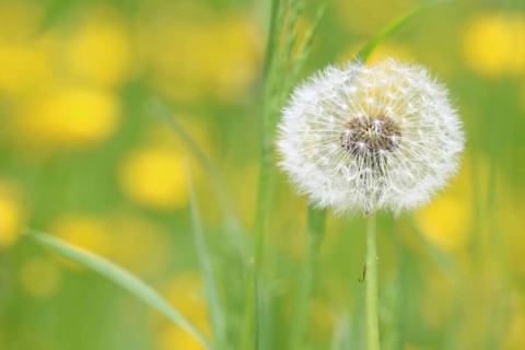 Dandelion seed head (Taraxacum)