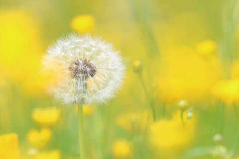 Dandelion seed head (Taraxacum)