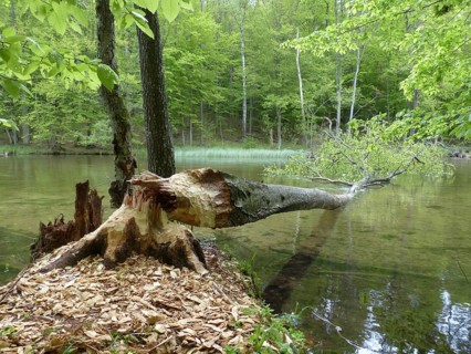 Tree felled by a Beaver (Castor sp.)