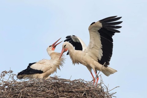 White Stork (Ciconia ciconia) landing on the nest