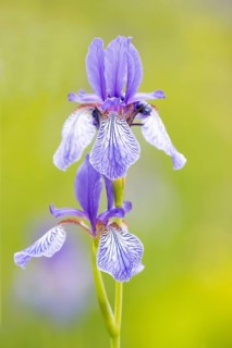 Siberian iris (Iris sibirica)