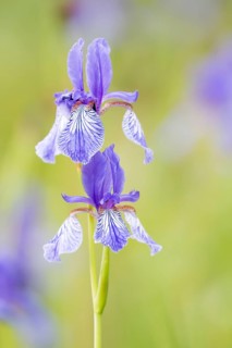 Siberian iris (Iris sibirica)