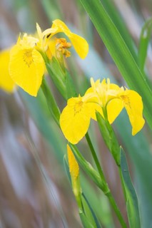 Yellow Iris (Iris pseudacorus)