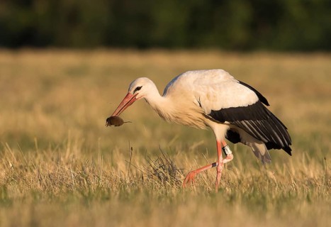 White Stork (Ciconia ciconia) with captured Vole (Microtus arvalis)