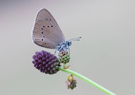 Scarce Large Blue (Phengaris teleius) on Great Burnet (Sanguisorba officinalis)