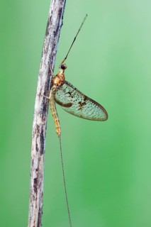 Mayfly (Ephemeroptera)