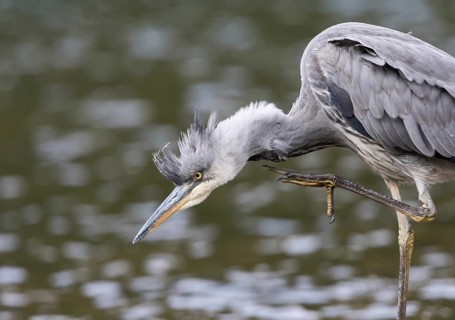 Young Grey Heron (Ardea cinerea) scratching itself