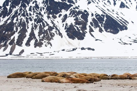 Walruses (Odobenus rosmarus)