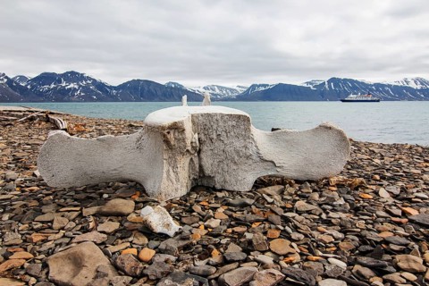 Vertebra of a whale in the whaling station in Bamsebu Bellsund