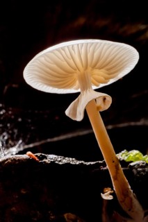 Porcelain fungus (Oudemansiella mucida)