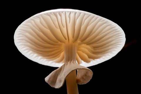 Porcelain fungus (Oudemansiella mucida)