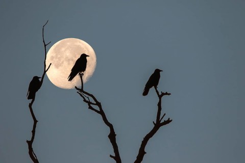 Three rooks (Corvus frugilegus) sitting on dead branches at full moon