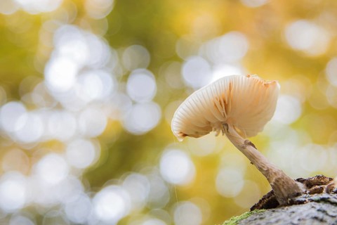 Porcelain fungus (Oudemansiella mucida)