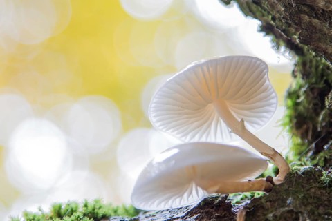 Porcelain fungus (Oudemansiella mucida)